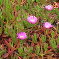 Hottentot Fig